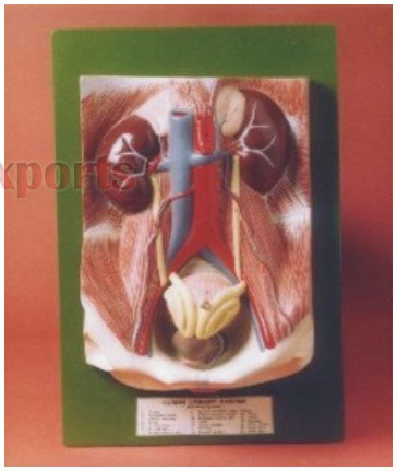 HUMAN EXCRETORY SYSTEM